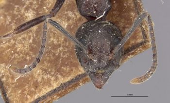Media type: image;   Entomology 21216 Aspect: head frontal view